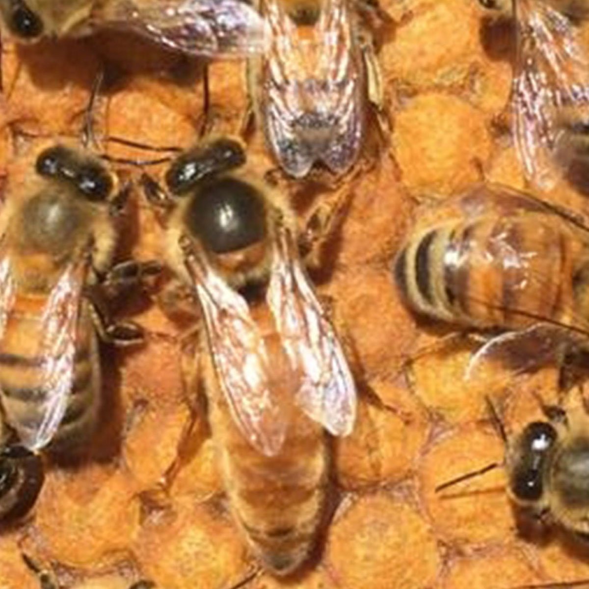 Buckfast Bienenknigin knstlich besamt kaufen  Zucht & Versand