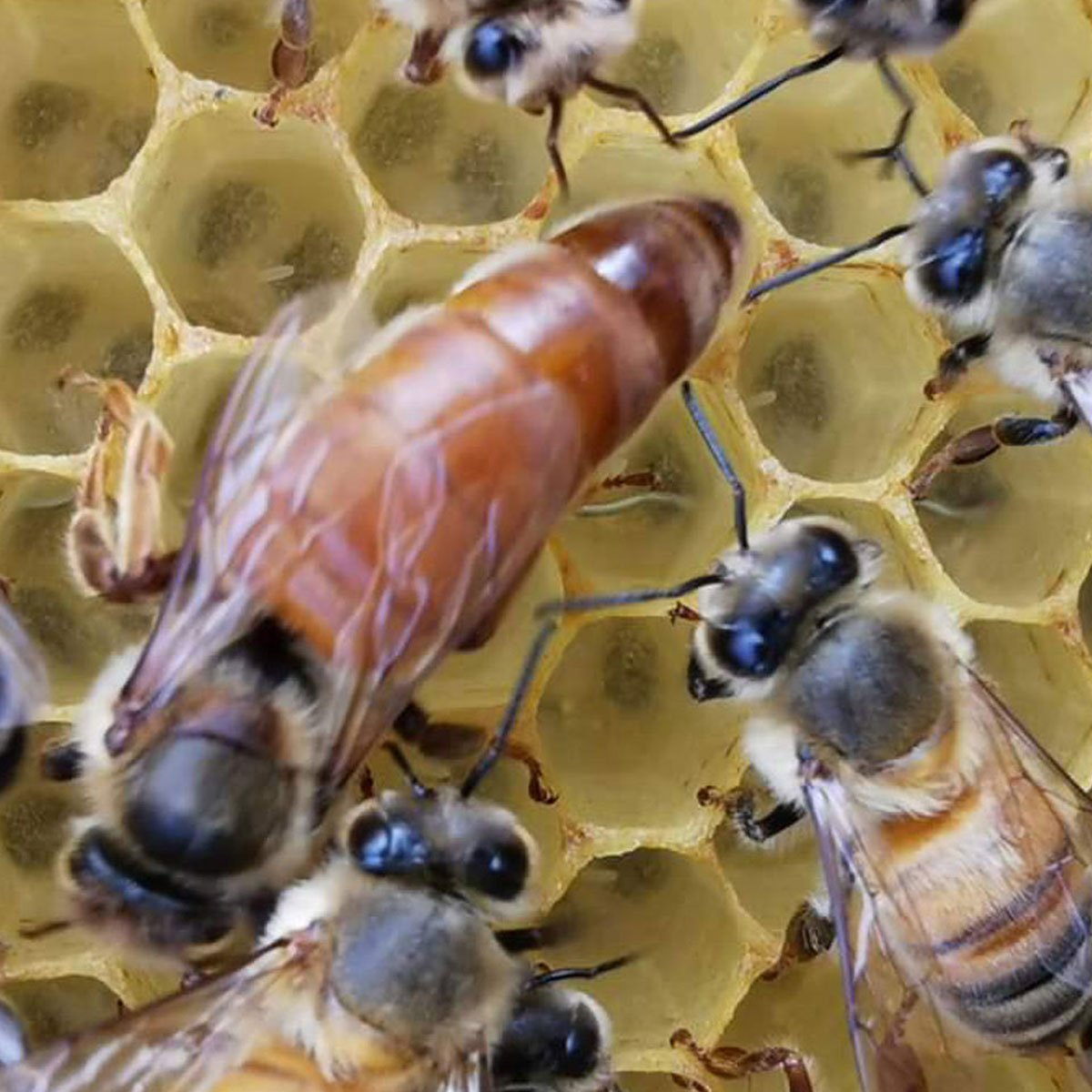 Ligustica Bienenknigin knstlich besamt  DerBienenstockimkerei