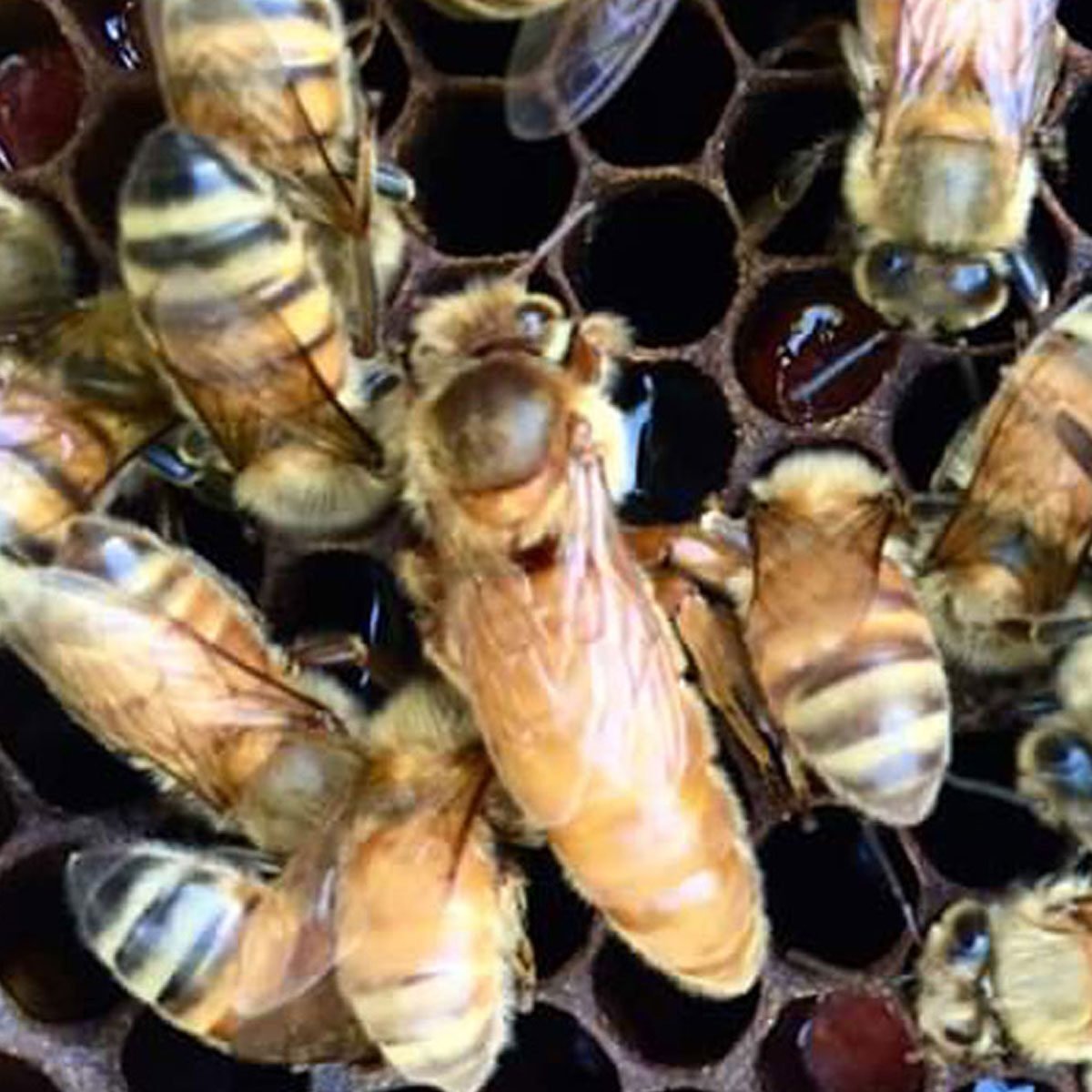 Ligustica Bienenkönigin standbegattet Ligustica Bienenkönigin standbegattet in Brutwabe