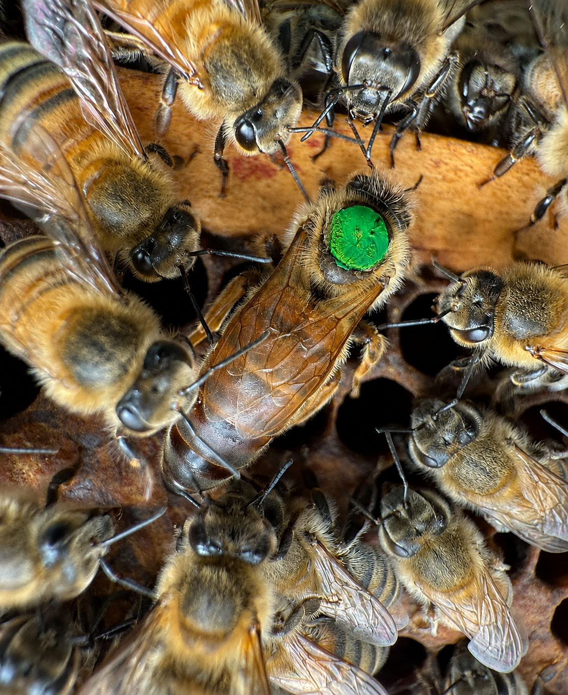 Buckfast Bienenkönigin F0 instrumentell besamt Instrumentell besamte Buckfast Bienenkönigin F0 im Bienenvolk