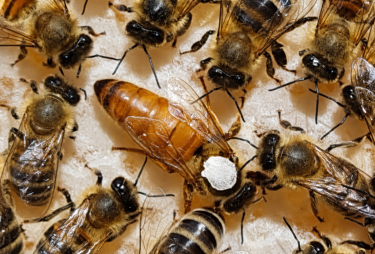 Ligustica Bienenkönigin F0 instrumentell besamt Instrumentell besamte Ligustica Bienenkönigin F0 im Bienenvolk