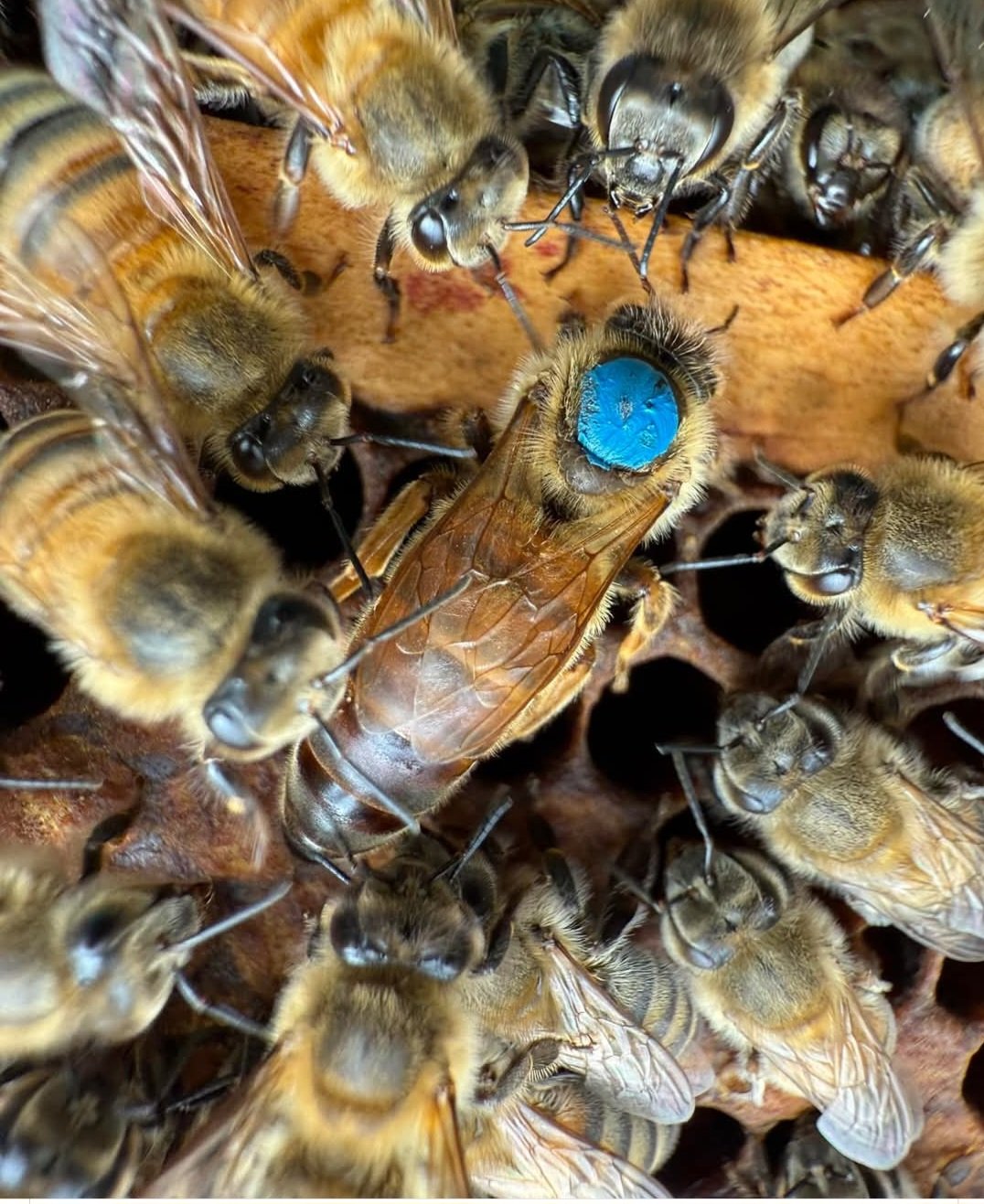 Buckfast Bienenkönigin Standbegattet Buckfast Bienenkönigin Standbegattet auf Wabe