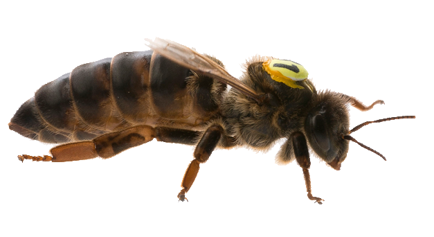 Nahaufnahme einer Bienenkönigin auf der Wabe, Symbol für hochwertige Bienenköniginnen in der Imkerei