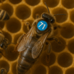 🐝 Neue Königin einsetzen: So gelingt die Einführung in ein Bienenvolk