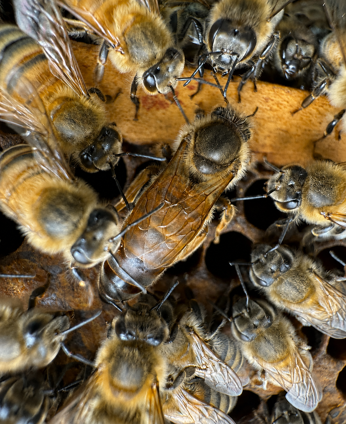 Buckfast Bienenkönigin unbegattet Unbegattete Buckfast Bienenkönigin im Bienenvolk