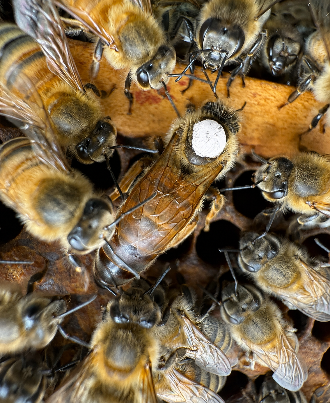 Buckfast Bienenkönigin belegstellenbegattet Belegstellenbegattete Buckfast Bienenkönigin im Bienenvolk