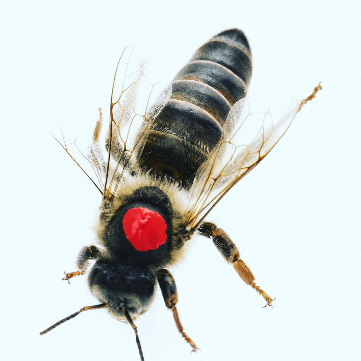 Carnica Bienenkönigin belegstellenbegattet Belegstellenbegattete Carnica Bienenkönigin mit roter Markierung