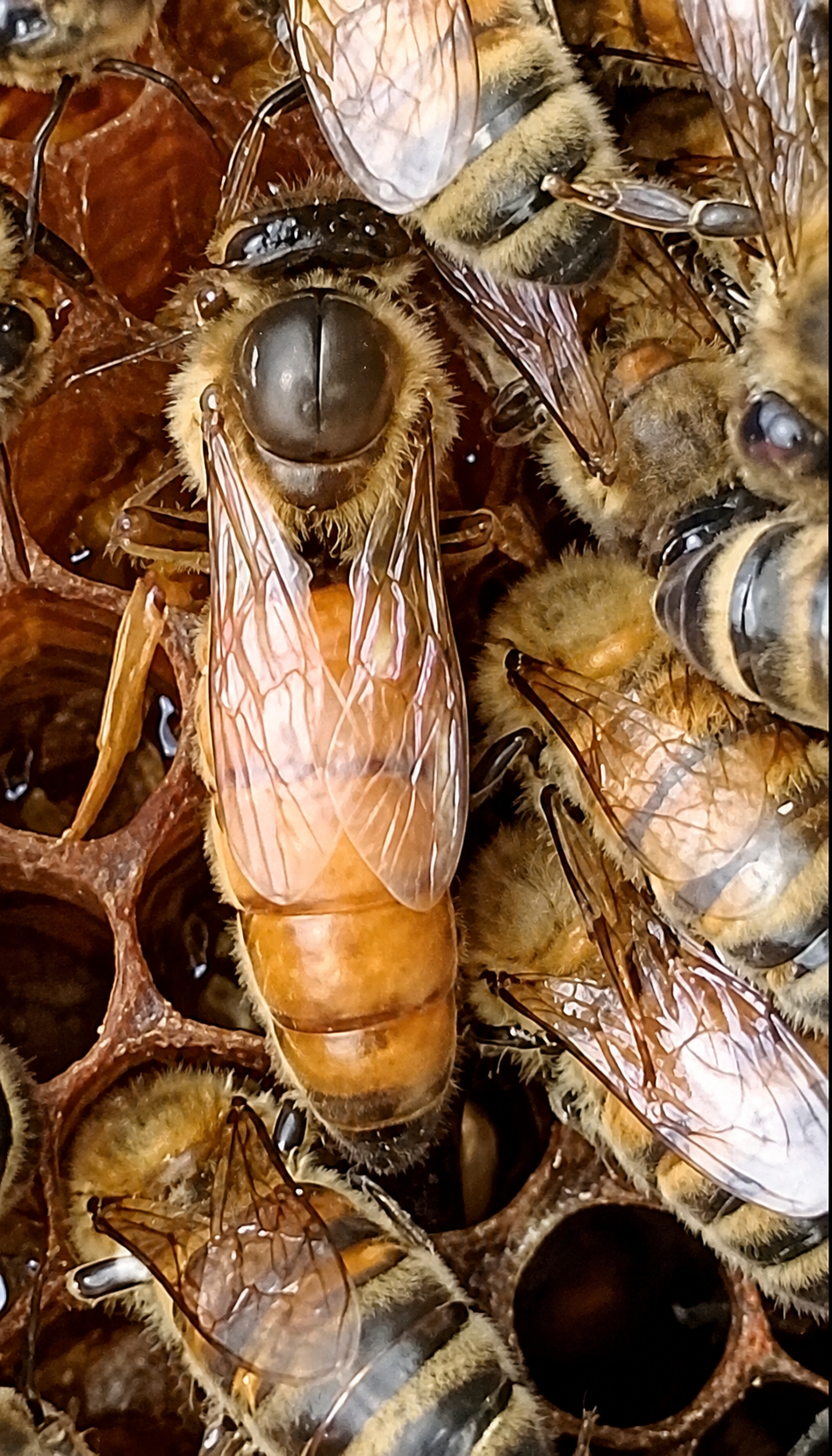 Unbegattete Buckfast Bienenkönigin Unbegattete Buckfast Bienenkönigin auf einer Wabe